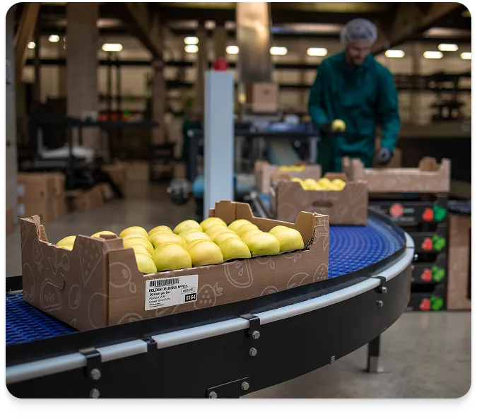 a tray of lemons moving down a conveyor belt with a worker in the background