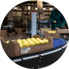 boxes of lemons on a conveyor belt